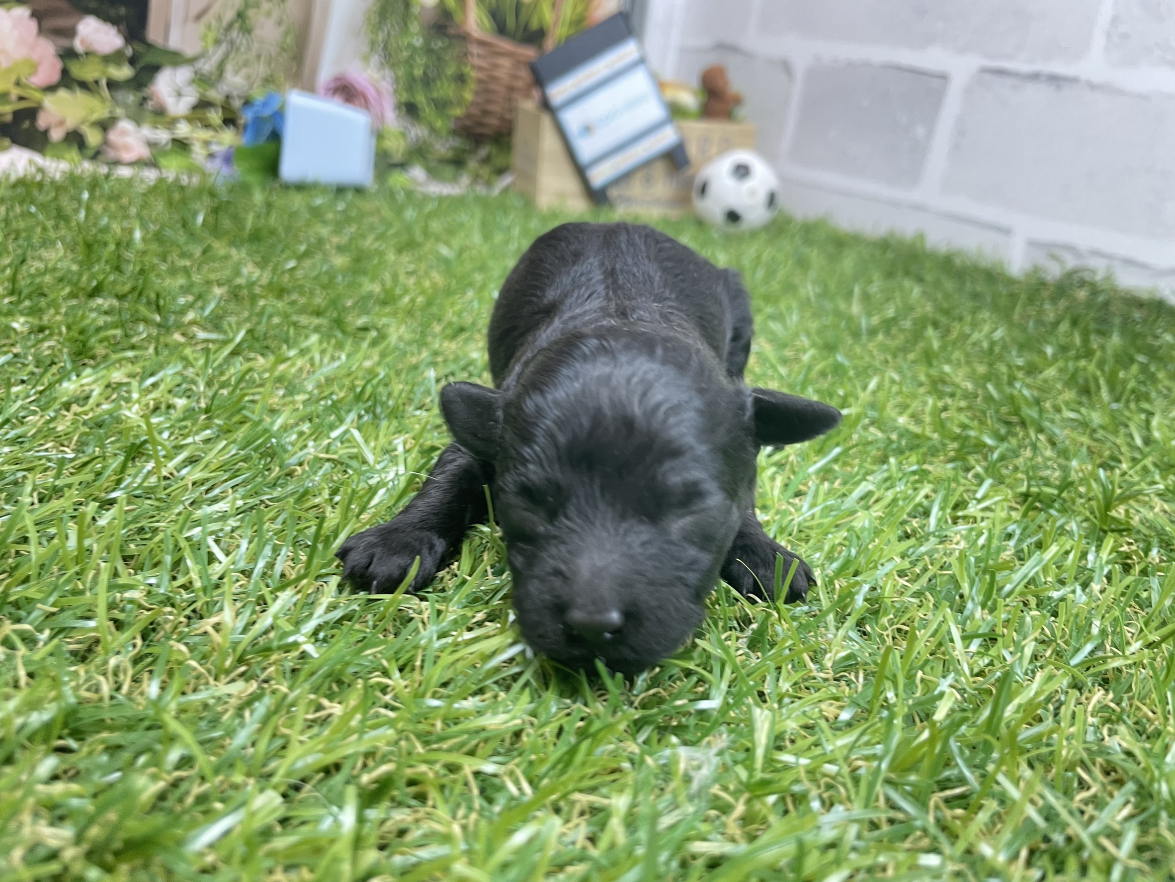 トイ・プードル