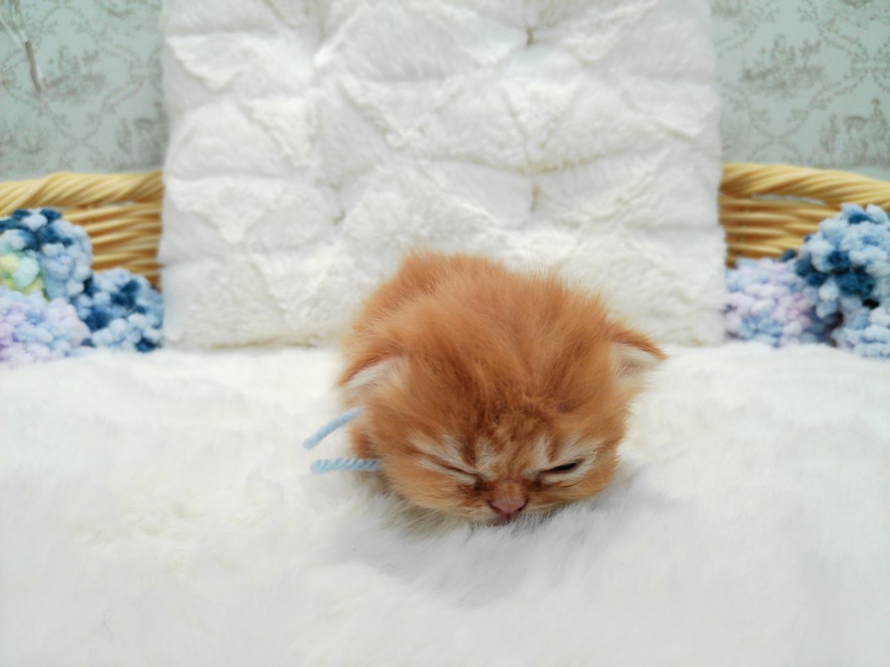赤ちゃん写真1-1