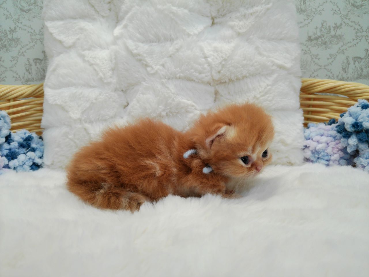 赤ちゃん写真1-2