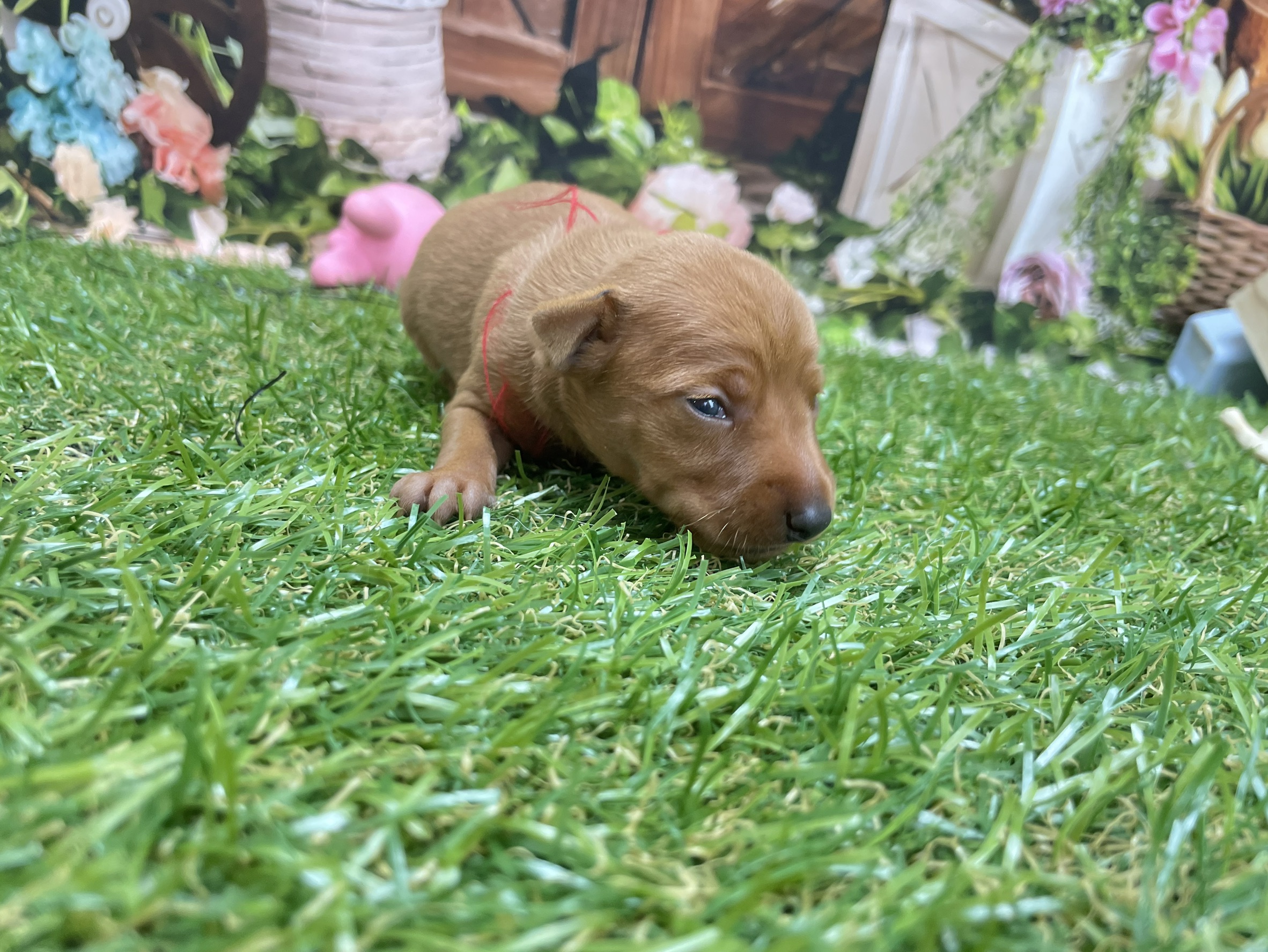 赤ちゃん写真1-2