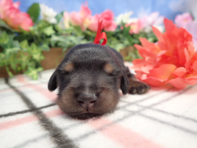 赤ちゃん写真1-1