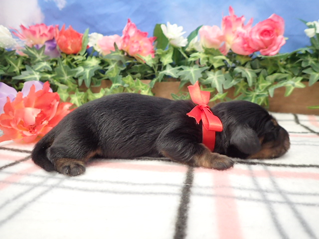 赤ちゃん写真1-2