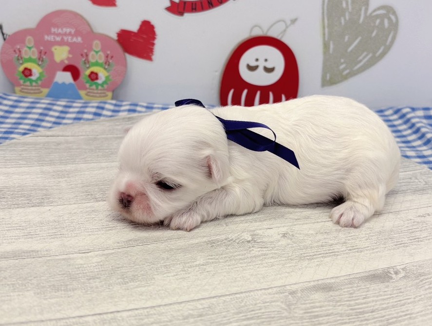 赤ちゃん写真1-2