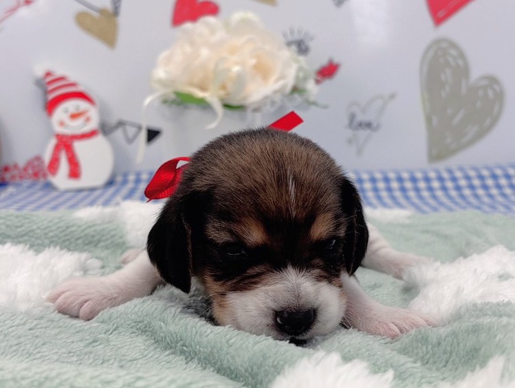 赤ちゃん写真1-1