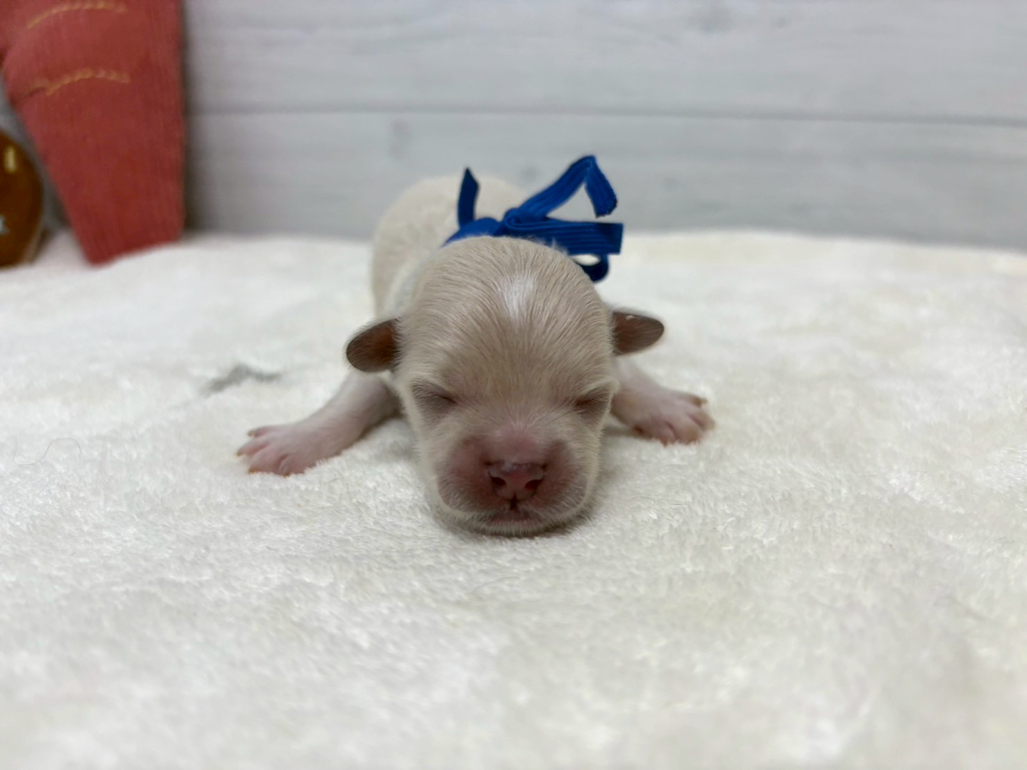 赤ちゃん写真1-1