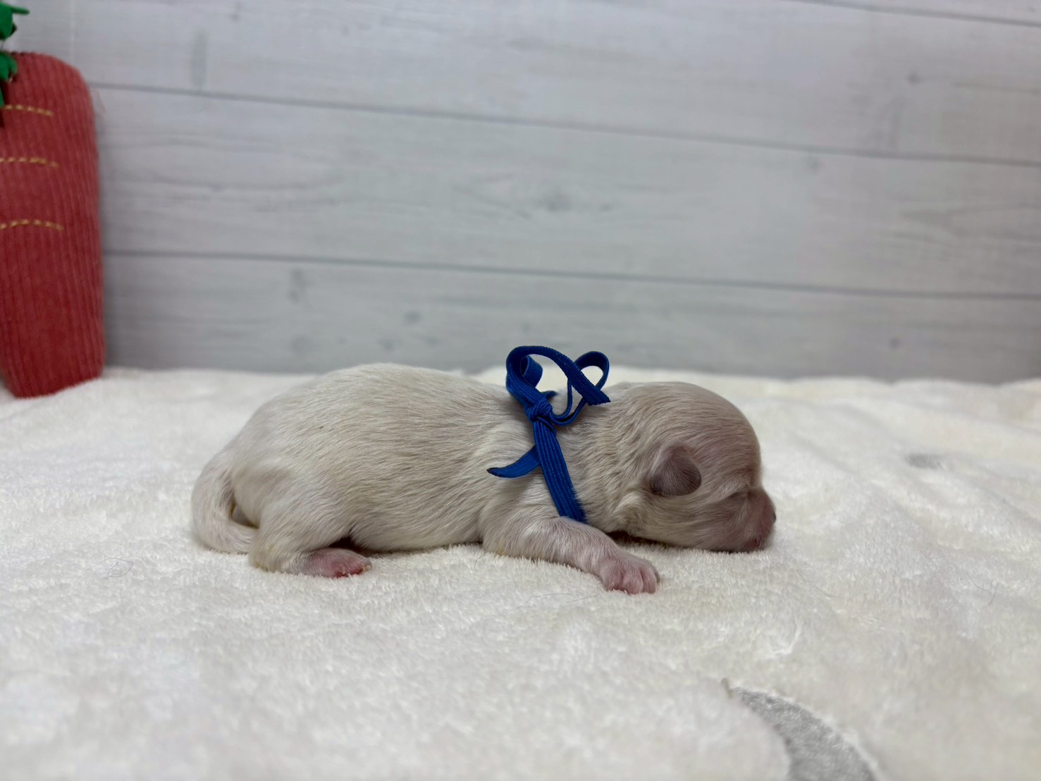 赤ちゃん写真1-2