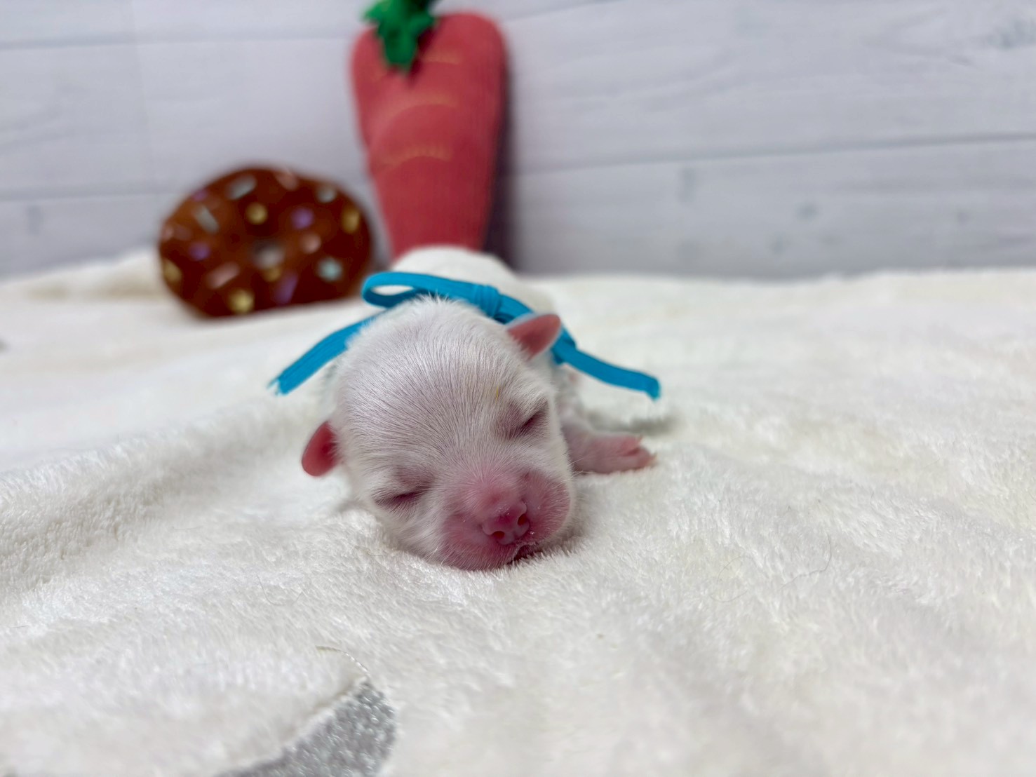赤ちゃん写真1-1