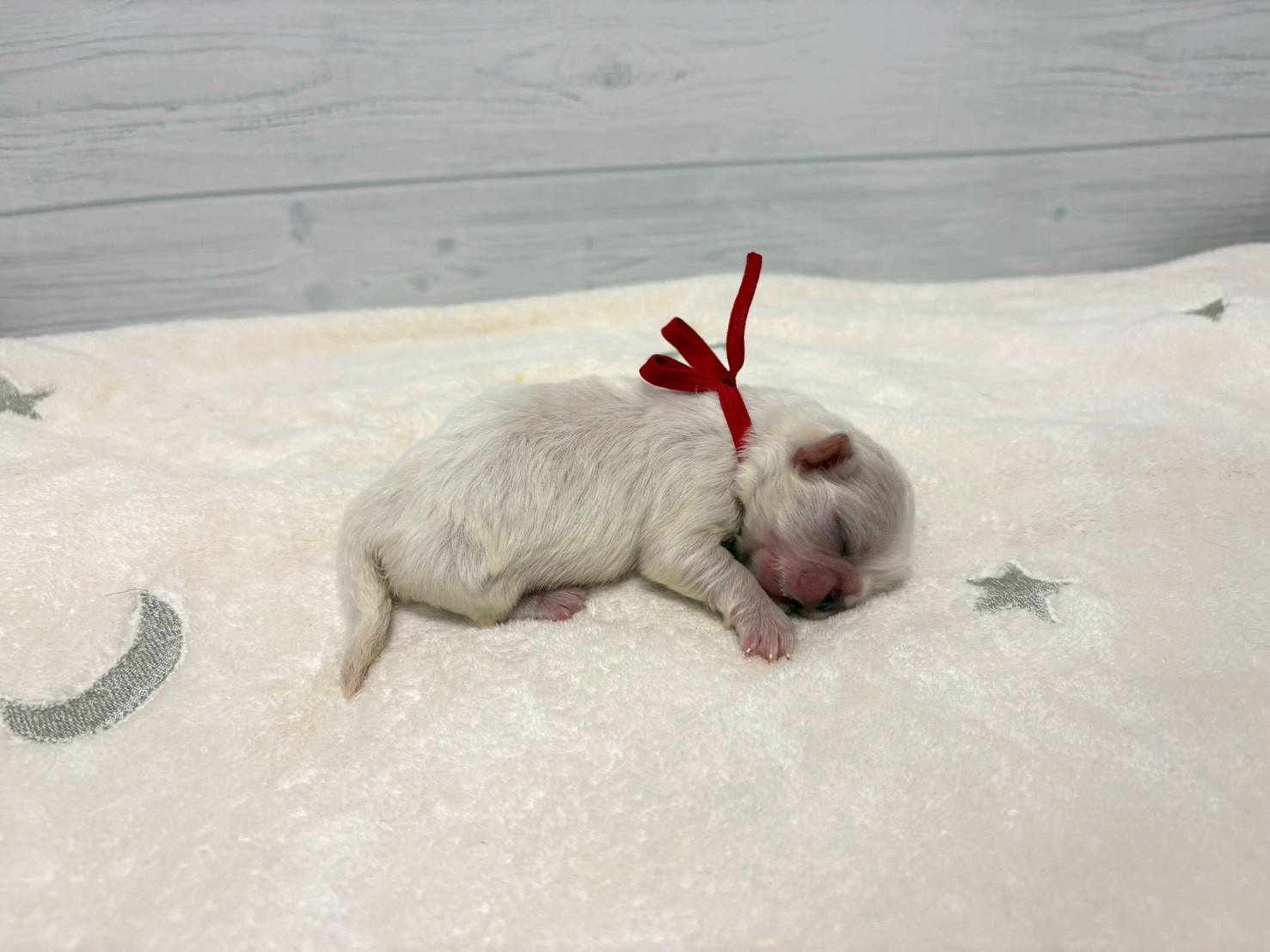 赤ちゃん写真1-2