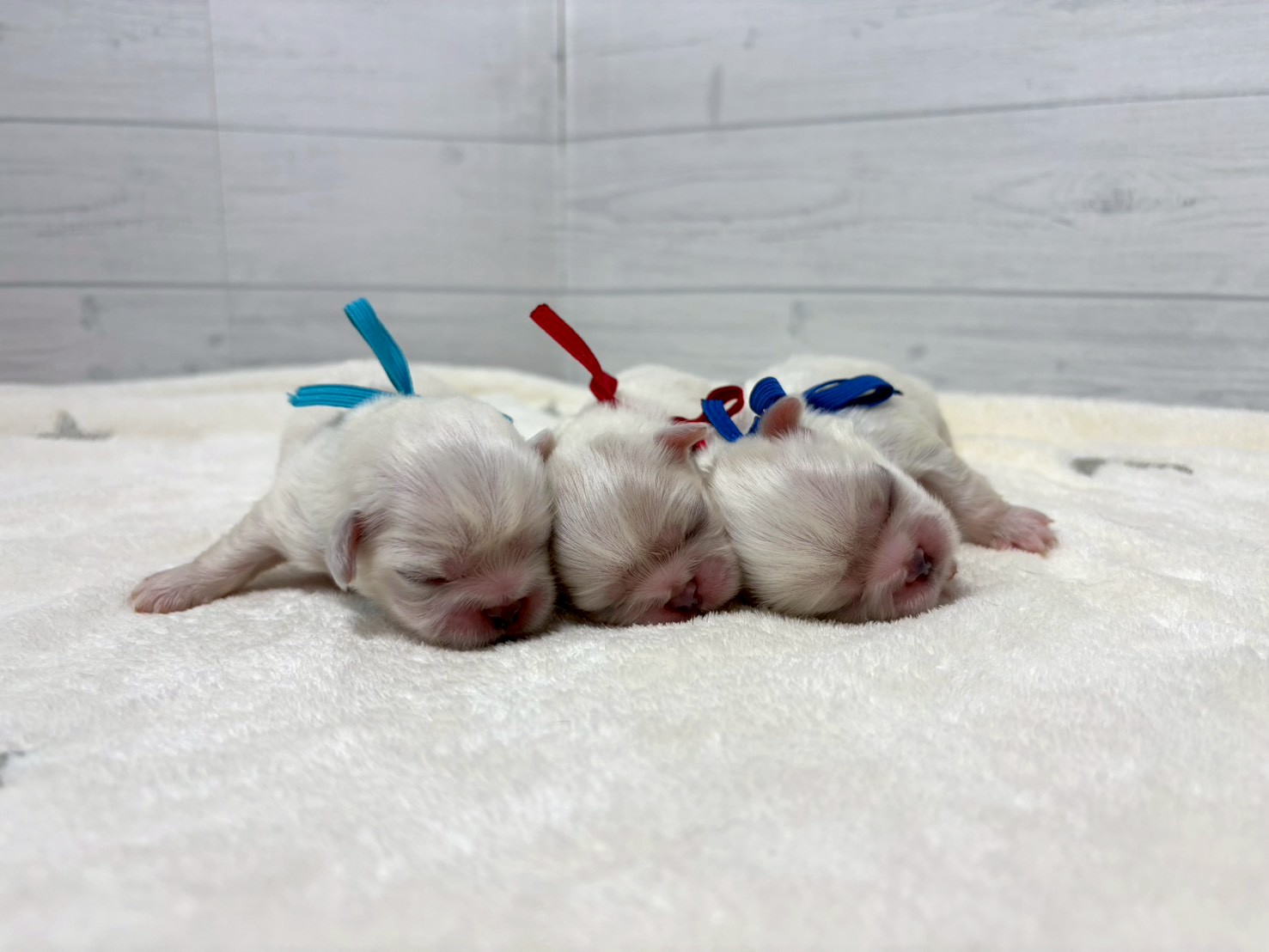 赤ちゃん写真1-3