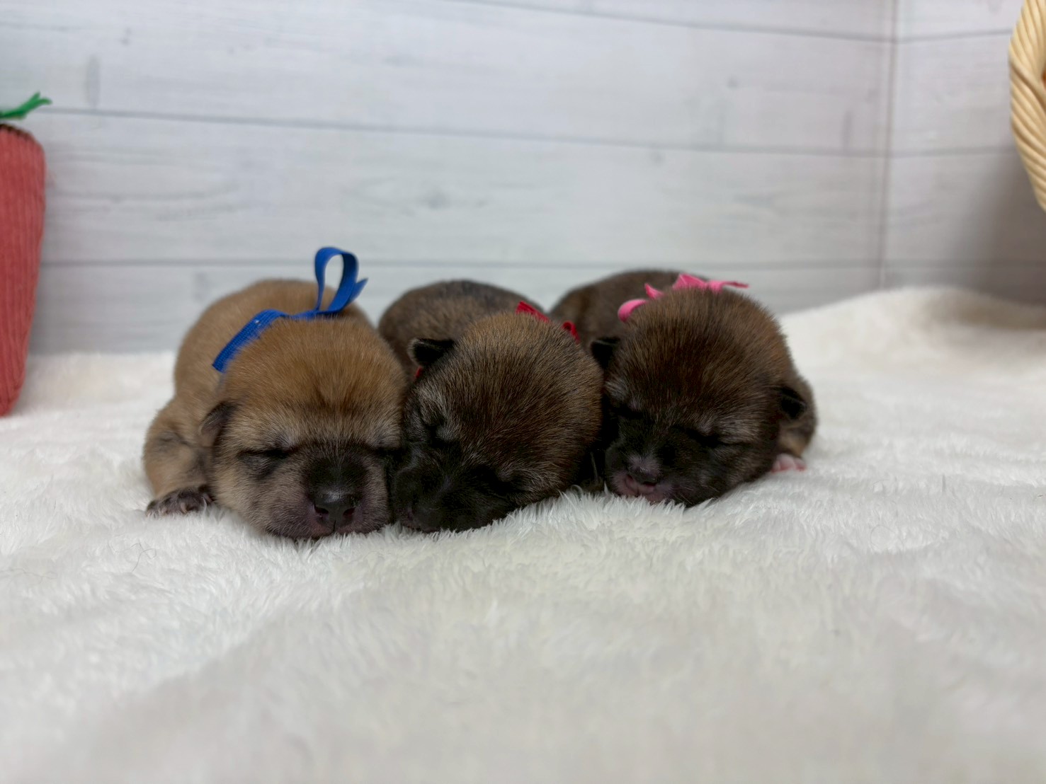 赤ちゃん写真1-3