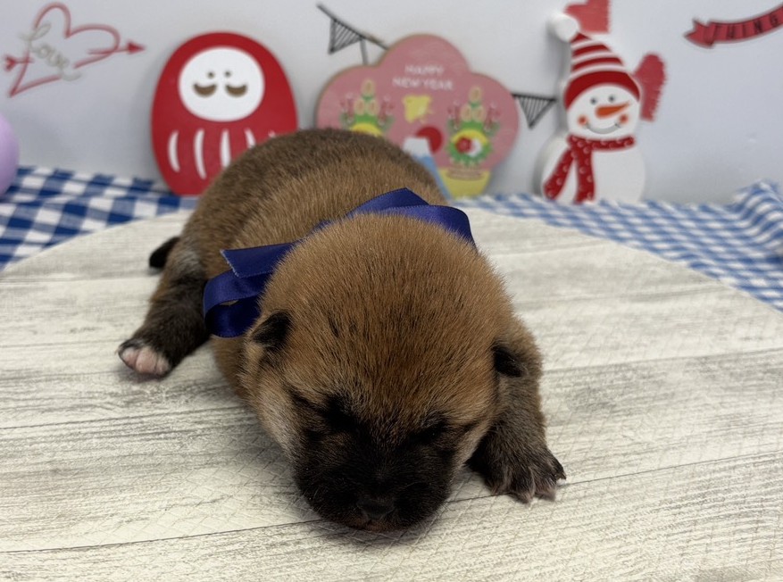 赤ちゃん写真1-1