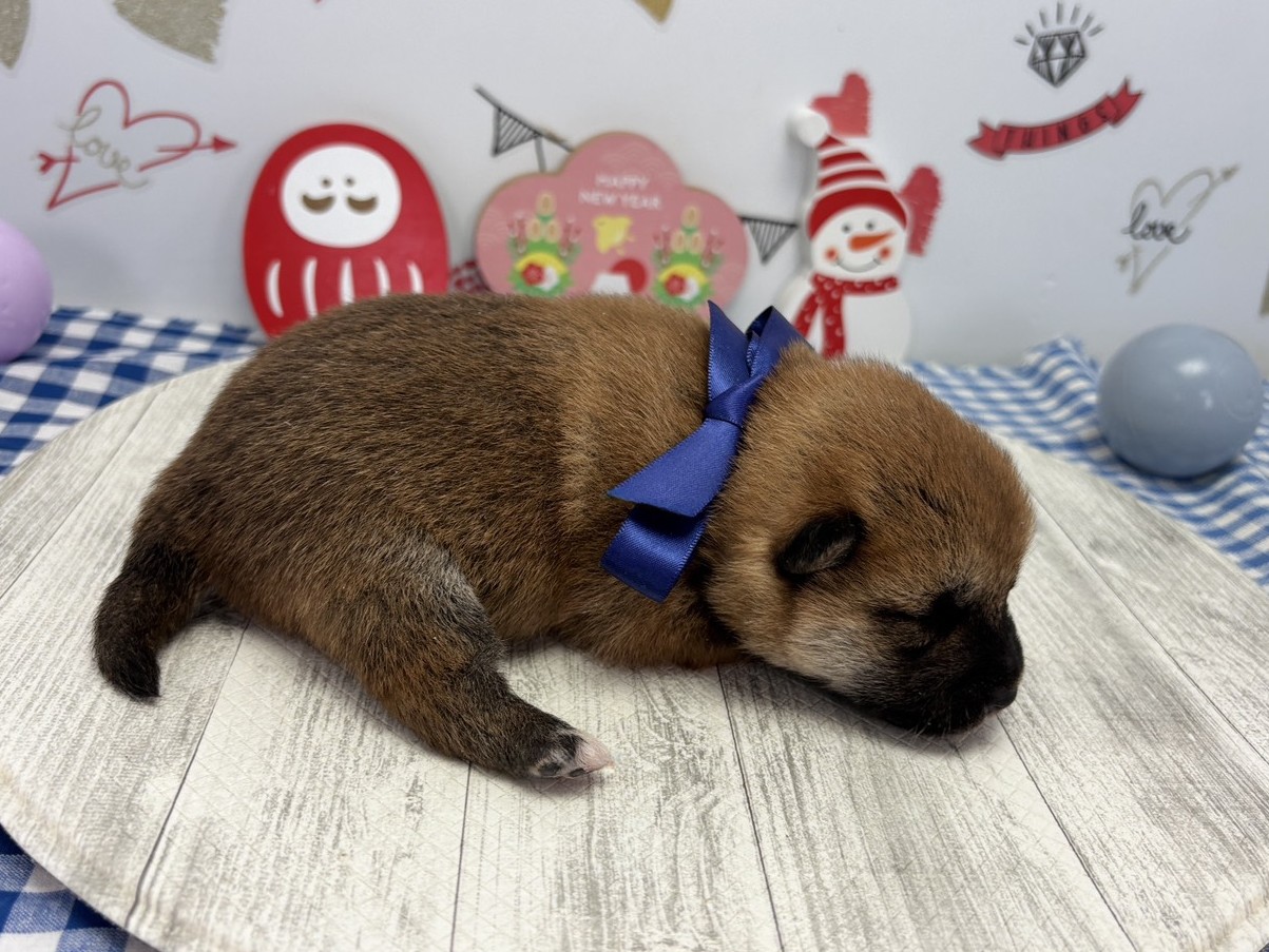 赤ちゃん写真1-2