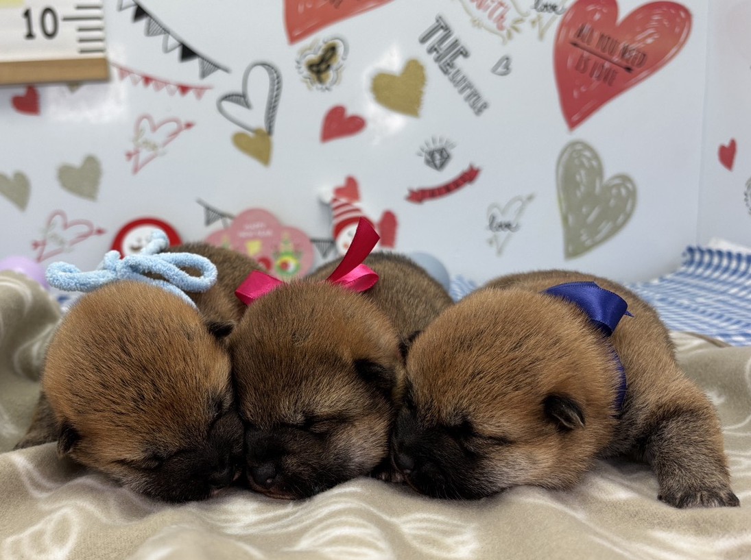 赤ちゃん写真1-3