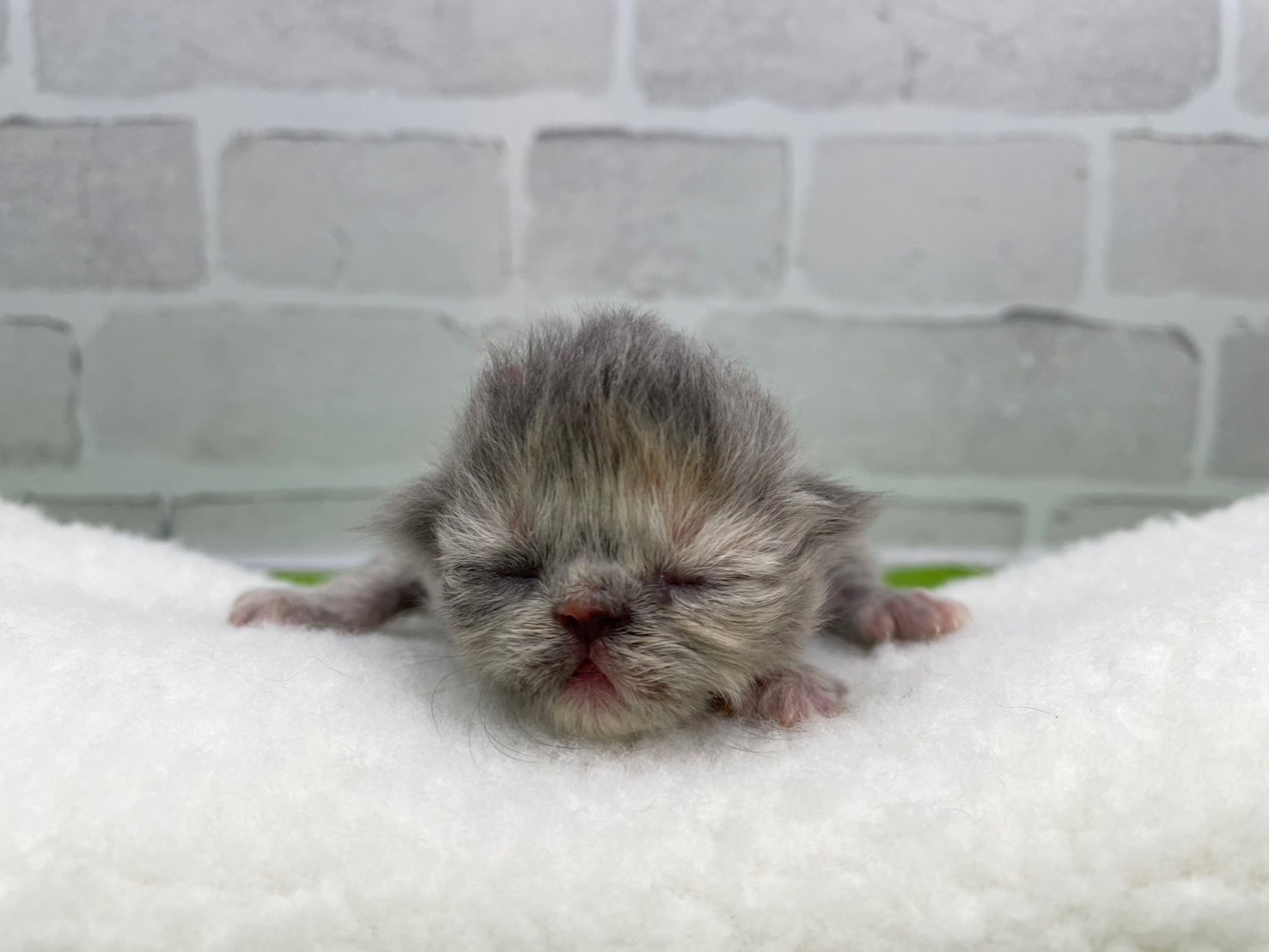 赤ちゃん写真1-1