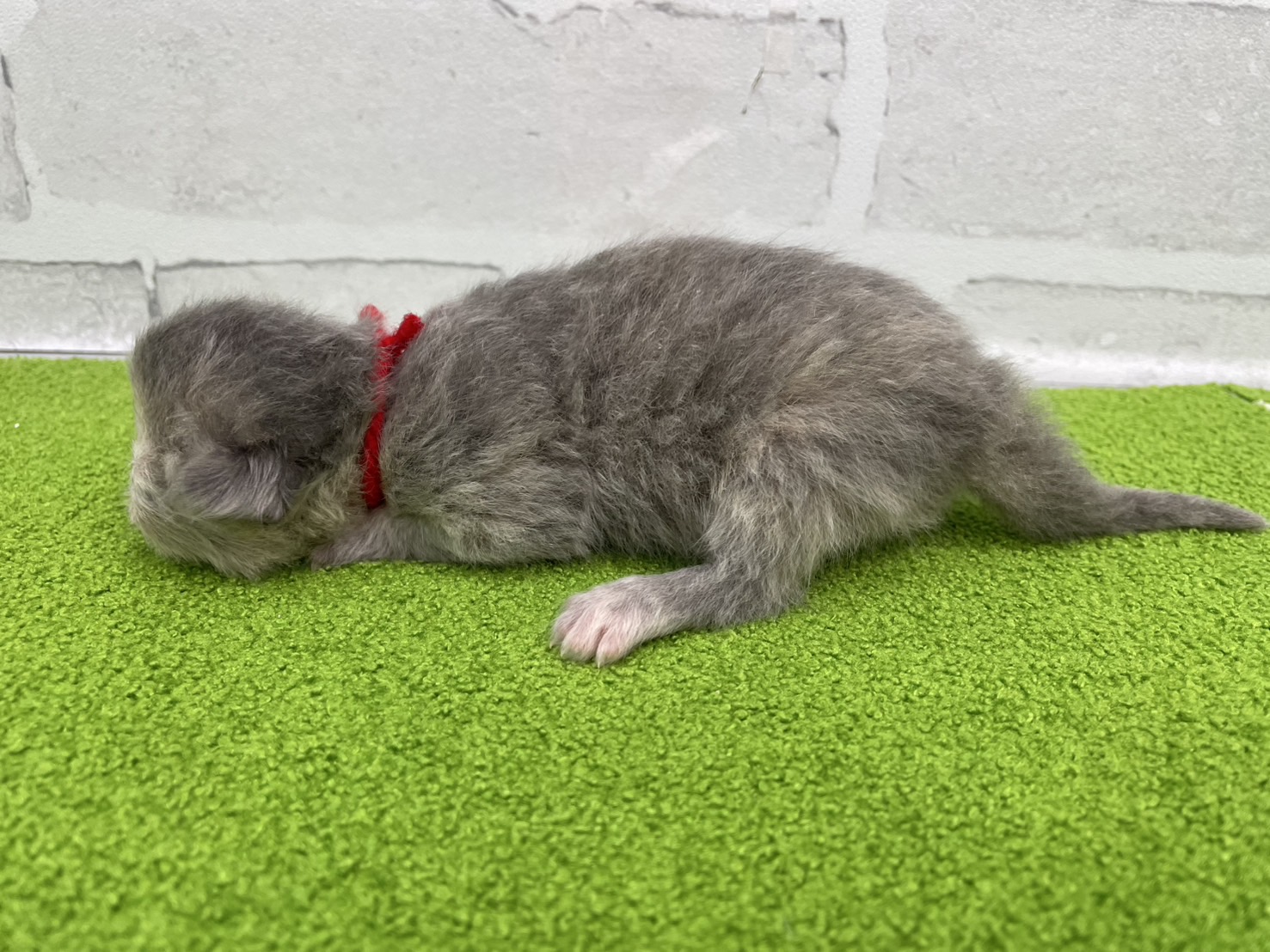 赤ちゃん写真1-2