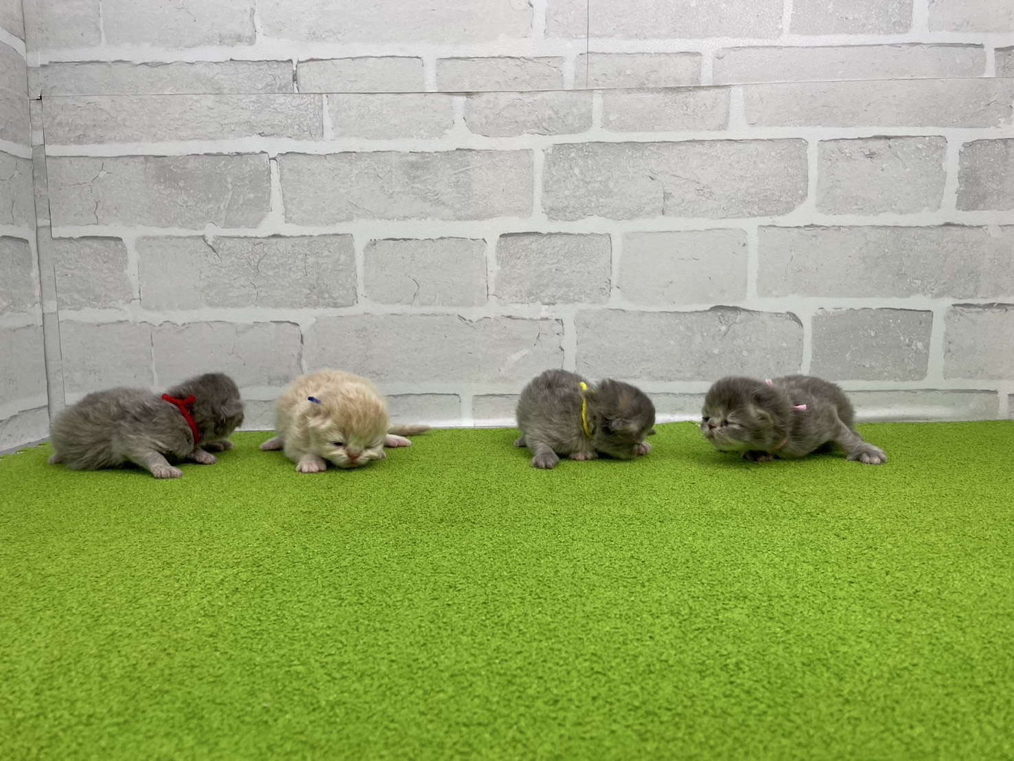 赤ちゃん写真1-3