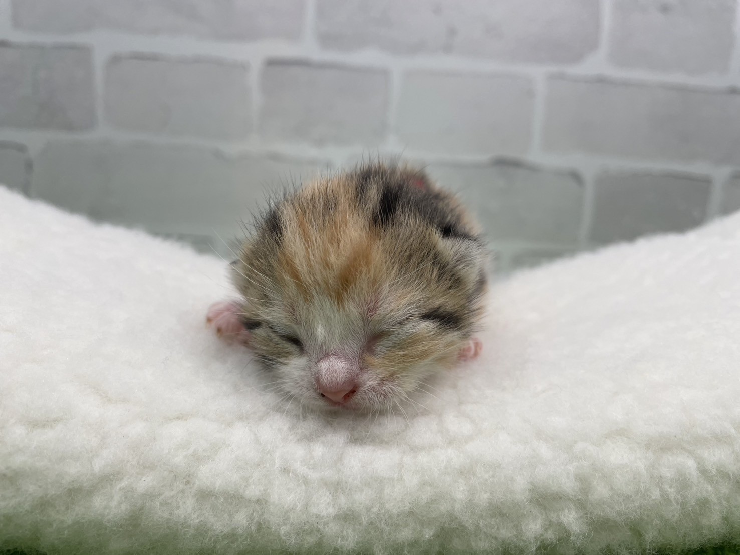 スコティッシュフォールド