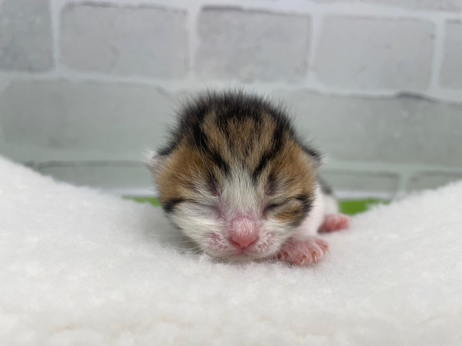 赤ちゃん写真1-1