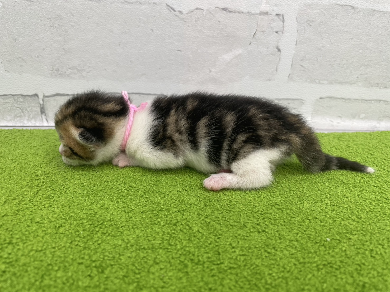 赤ちゃん写真1-2