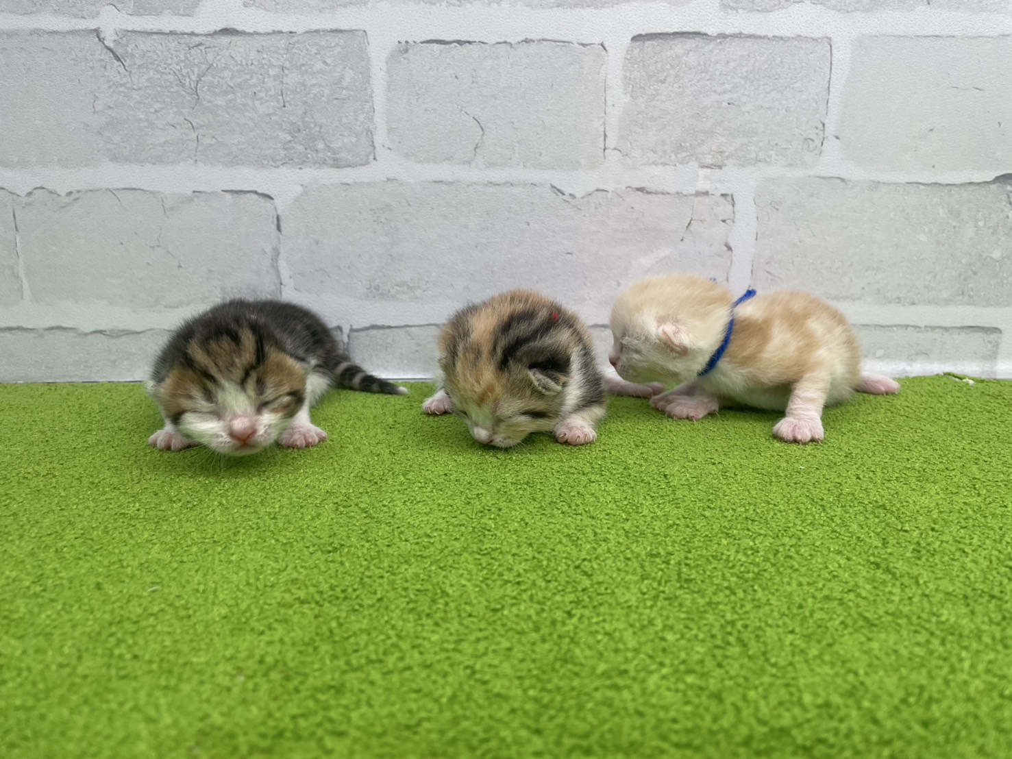 赤ちゃん写真1-3