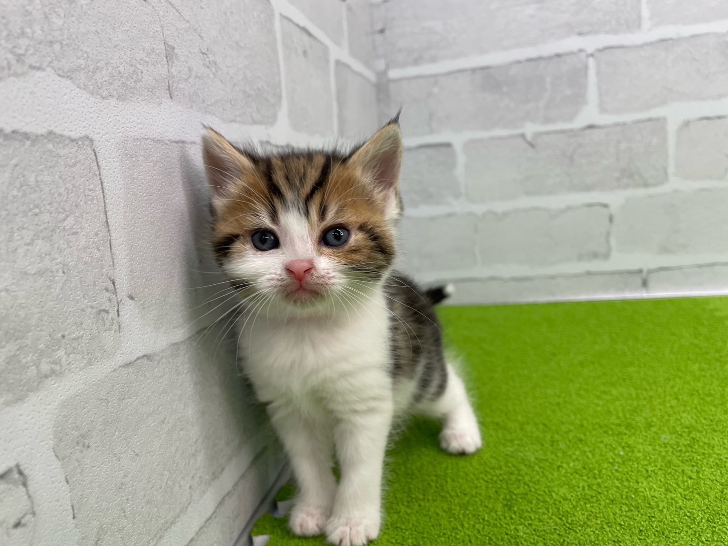 スコティッシュフォールド