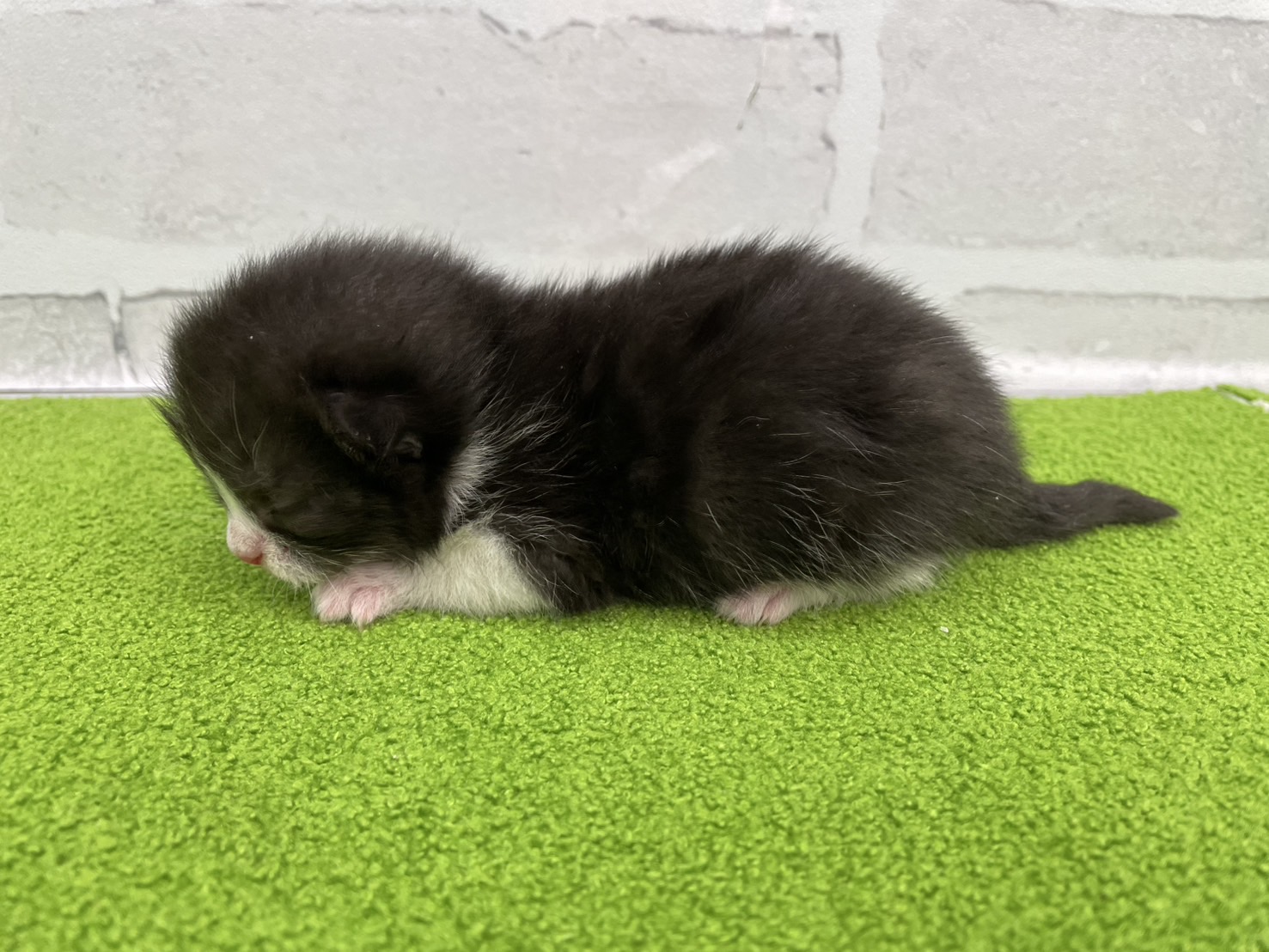 赤ちゃん写真1-2