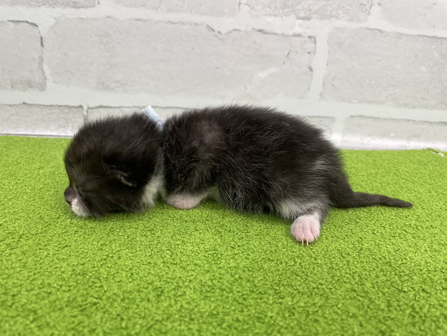 赤ちゃん写真1-2