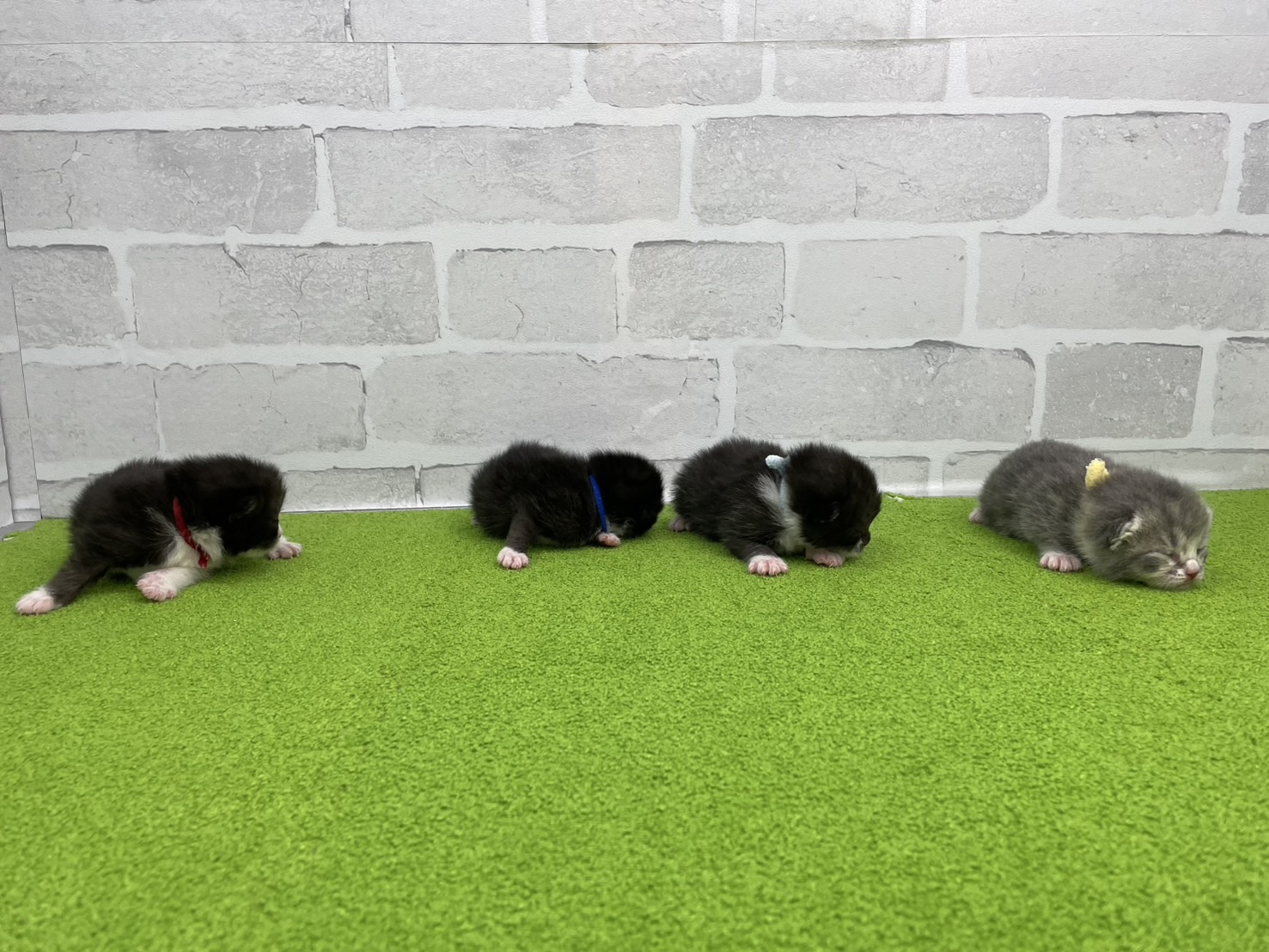 赤ちゃん写真1-3