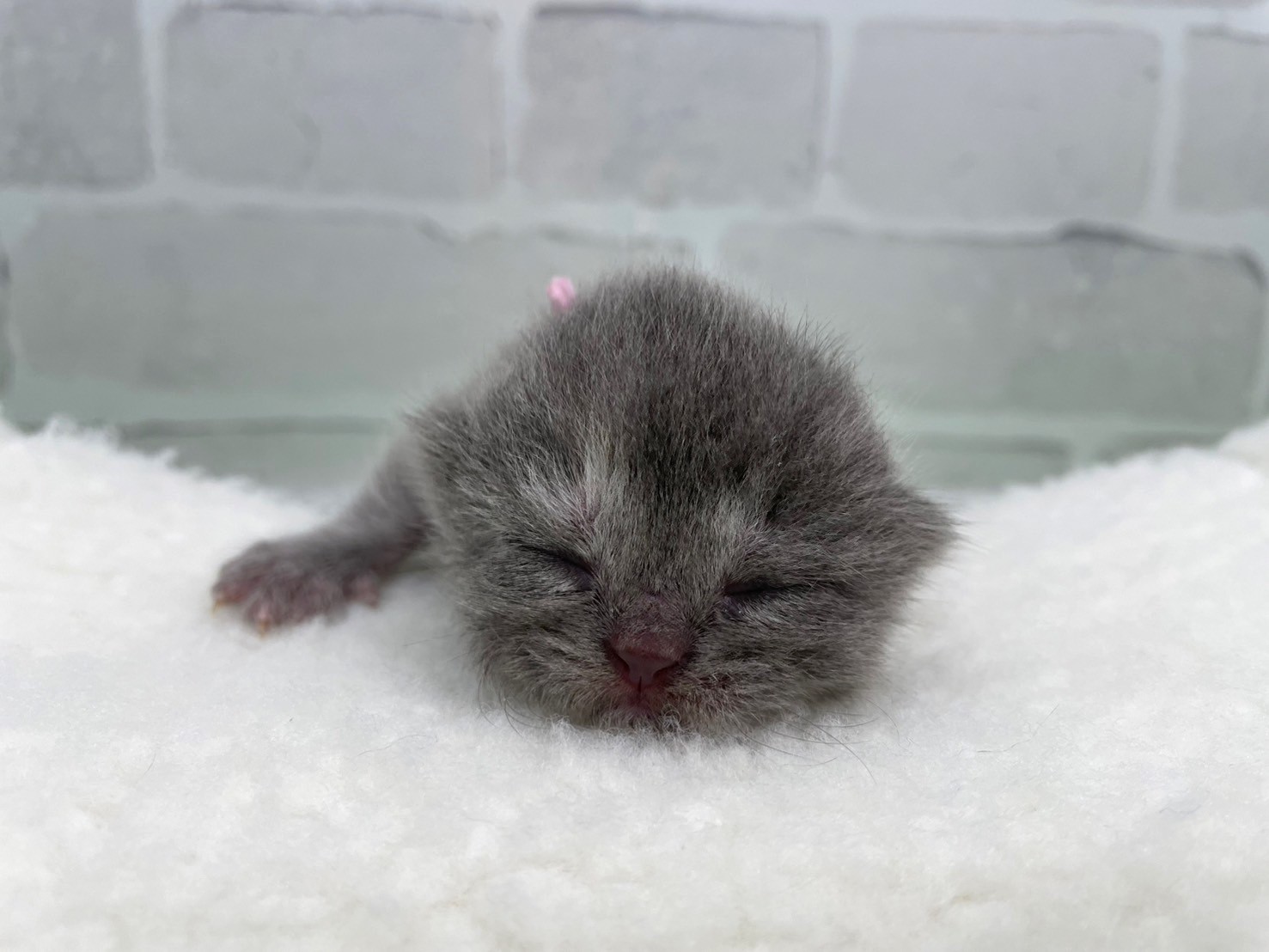 赤ちゃん写真1-1