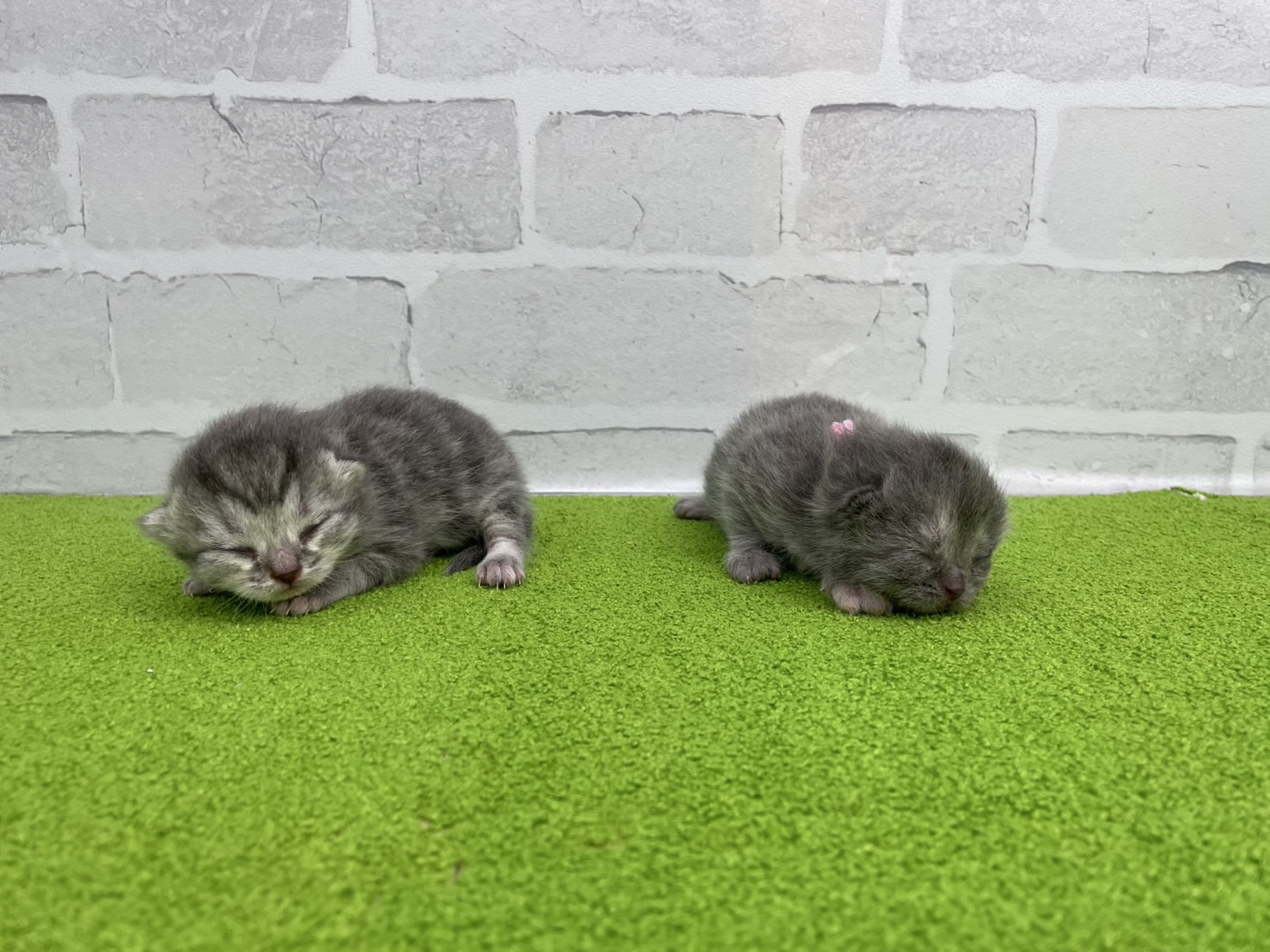 赤ちゃん写真1-3