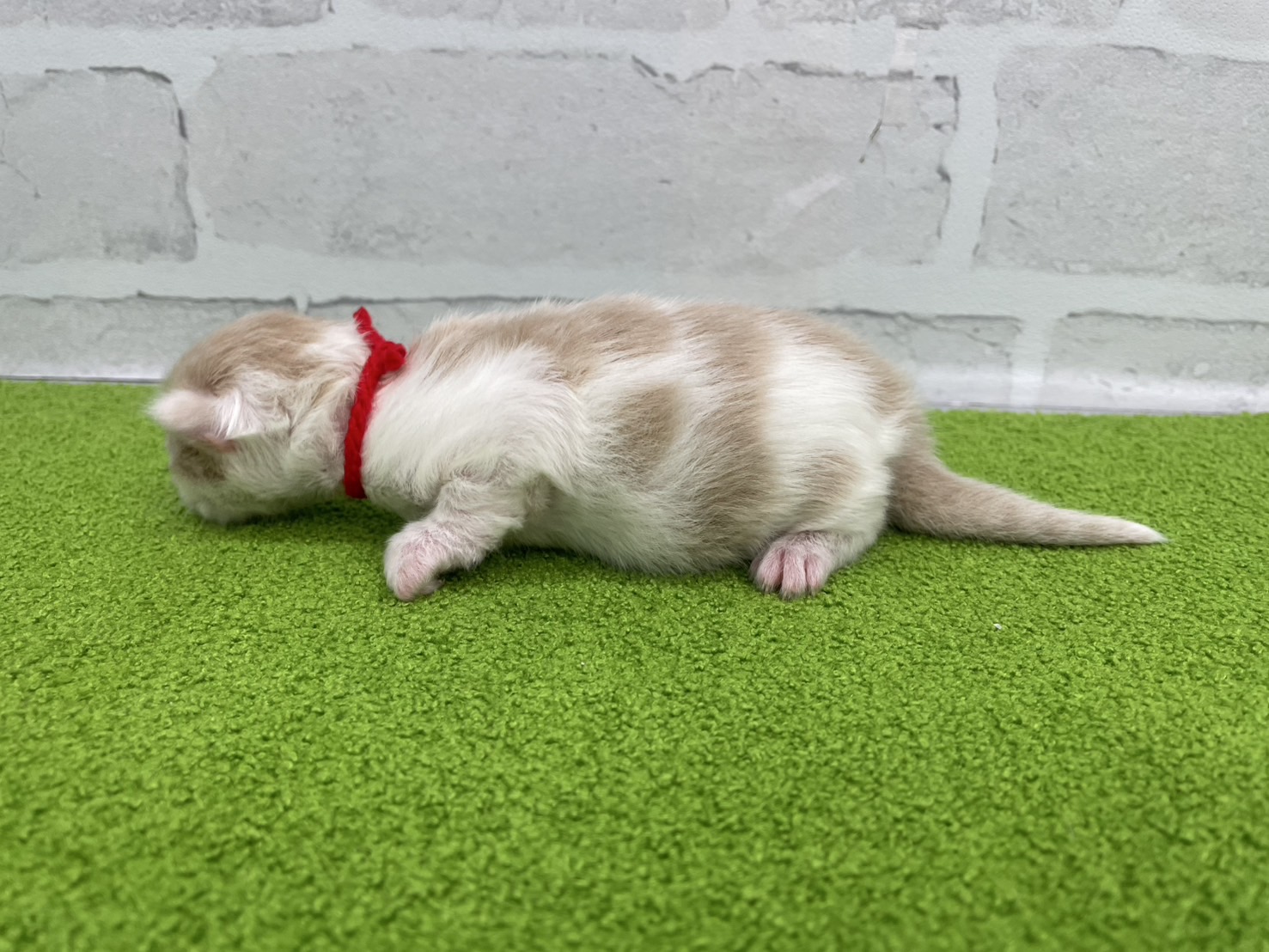 赤ちゃん写真1-2