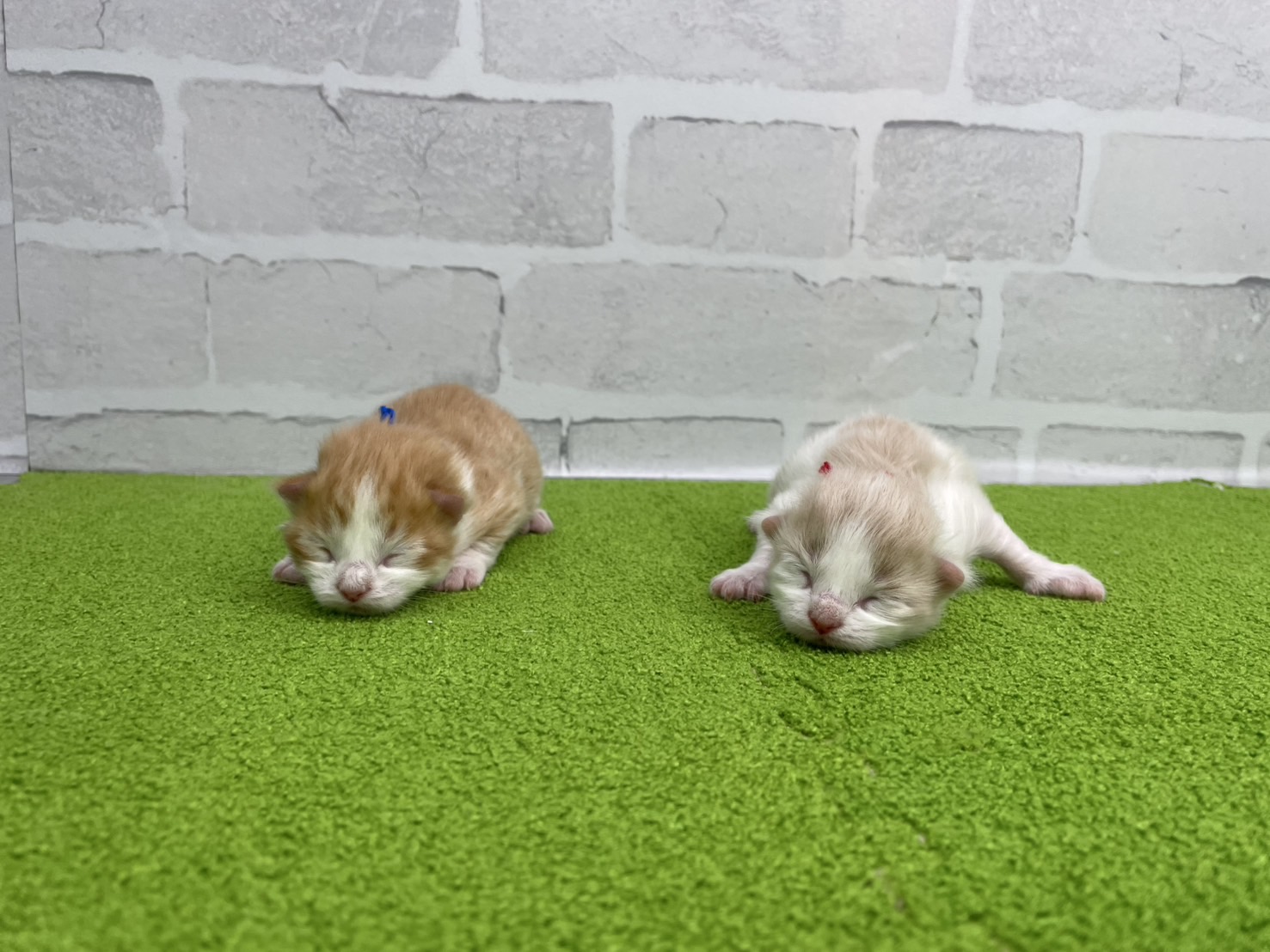 赤ちゃん写真1-3