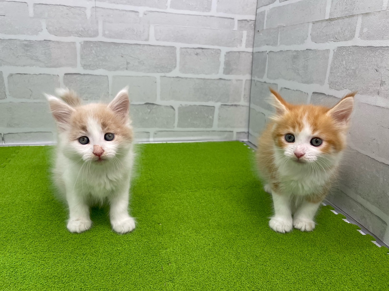 赤ちゃん写真3-3