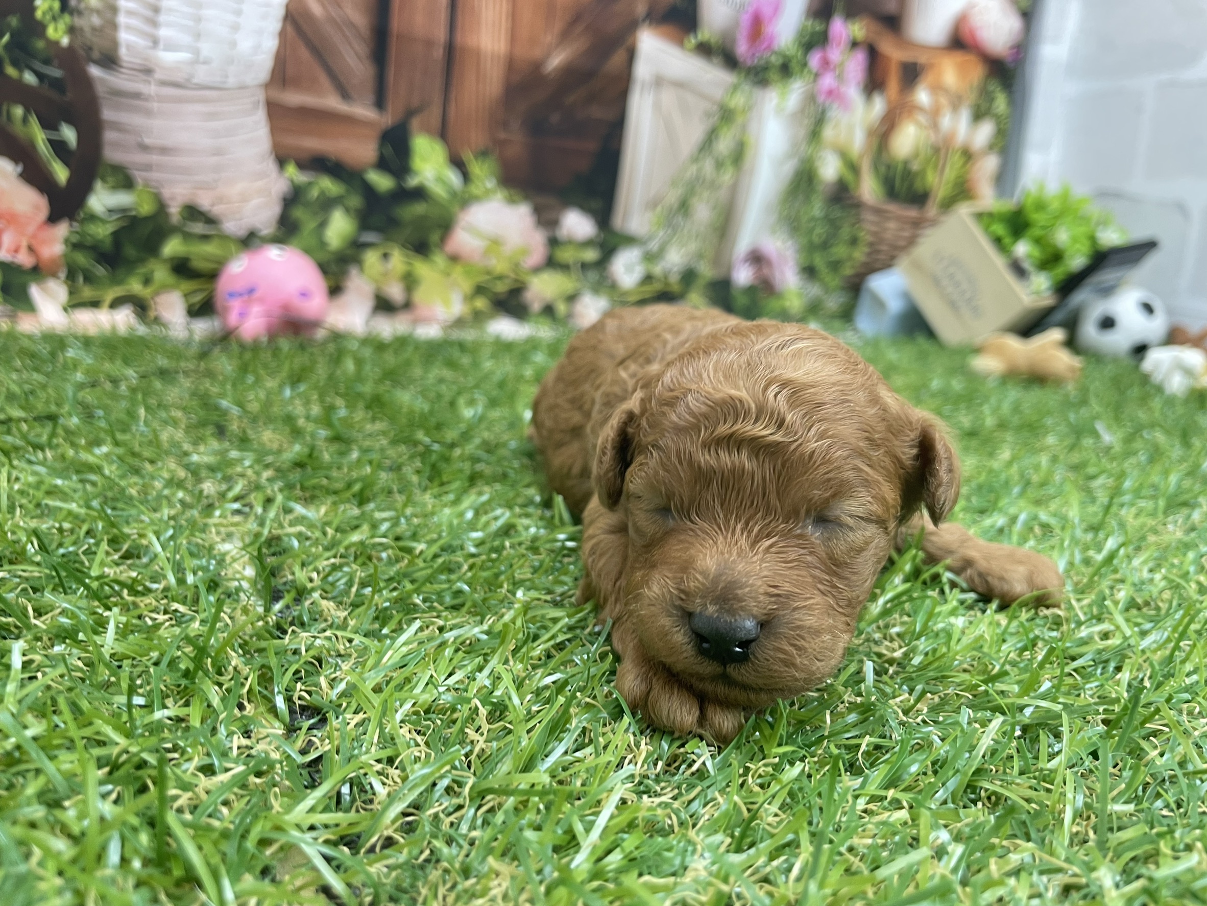 赤ちゃん写真1-1