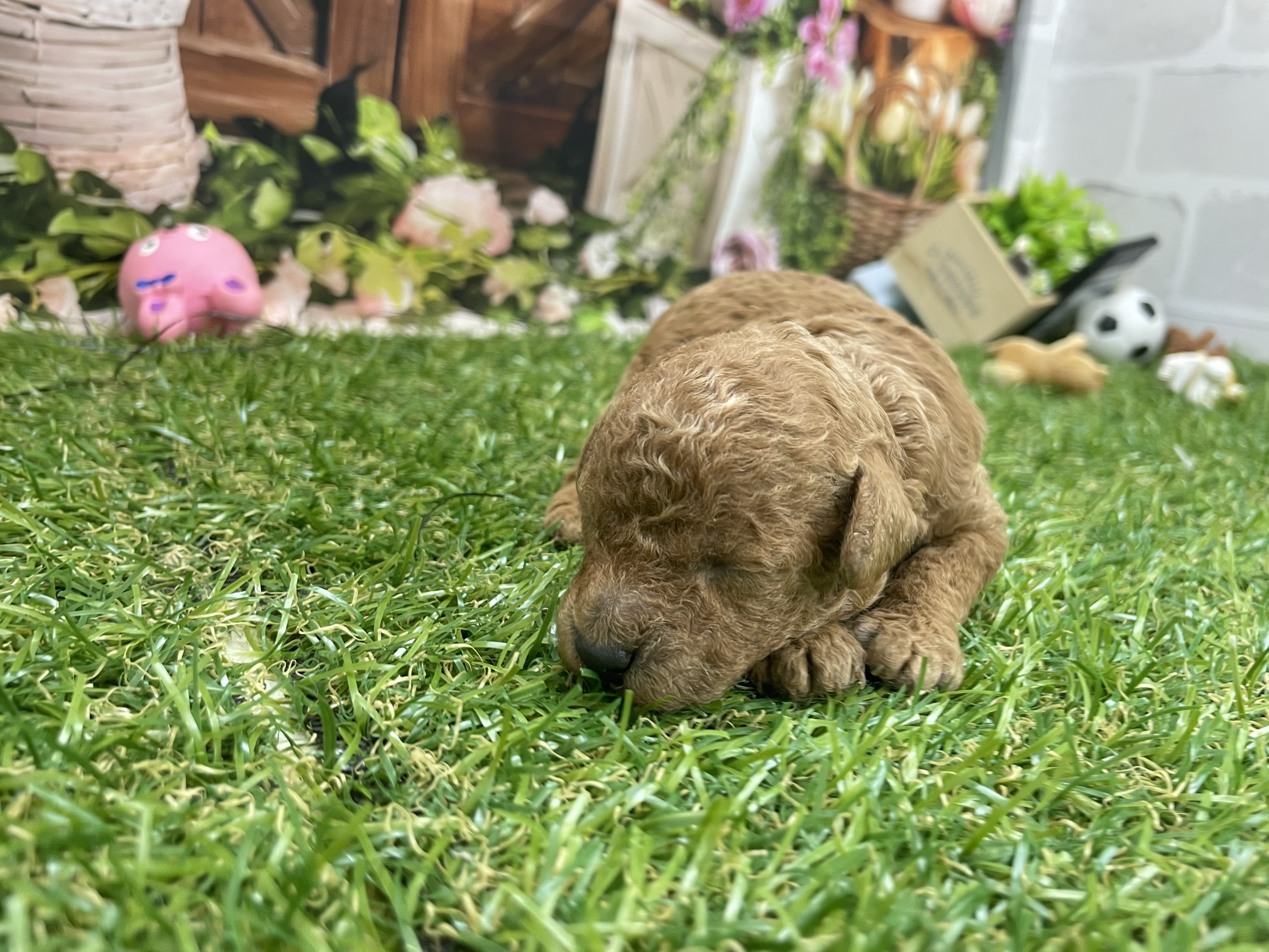 赤ちゃん写真1-2