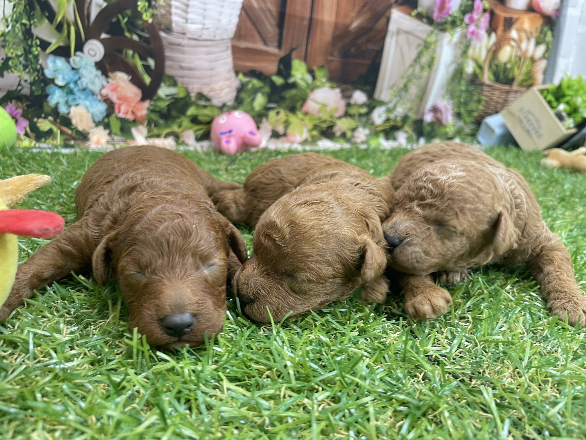 赤ちゃん写真1-3