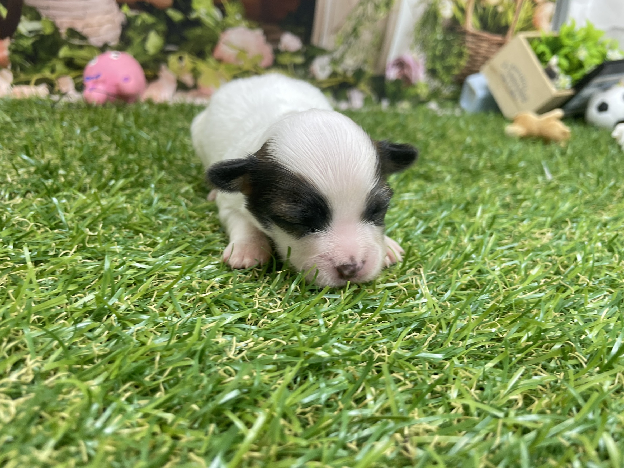 赤ちゃん写真1-1