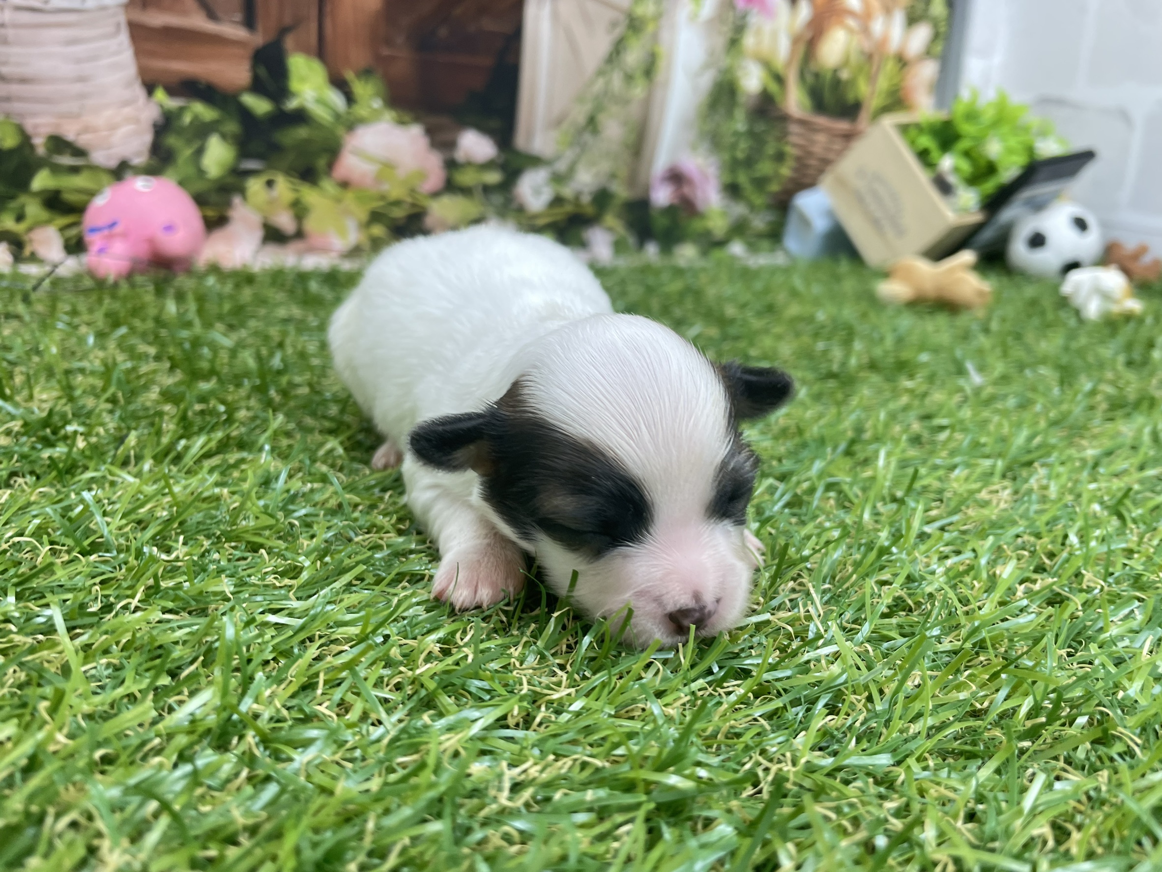 赤ちゃん写真1-2