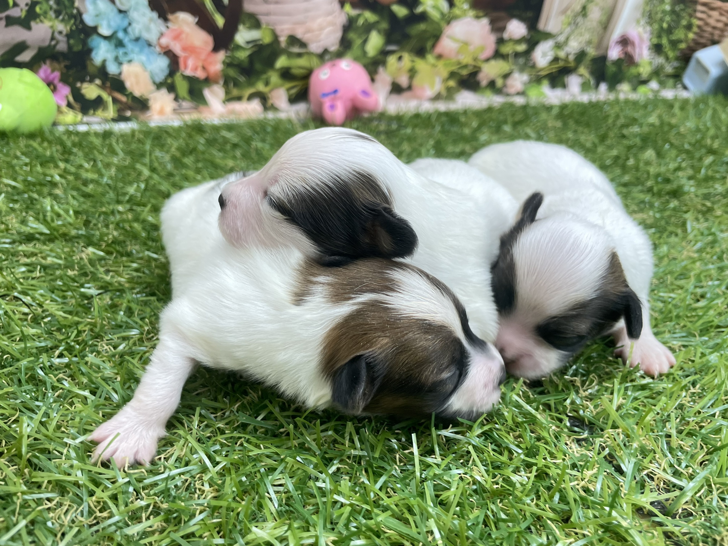 赤ちゃん写真1-3