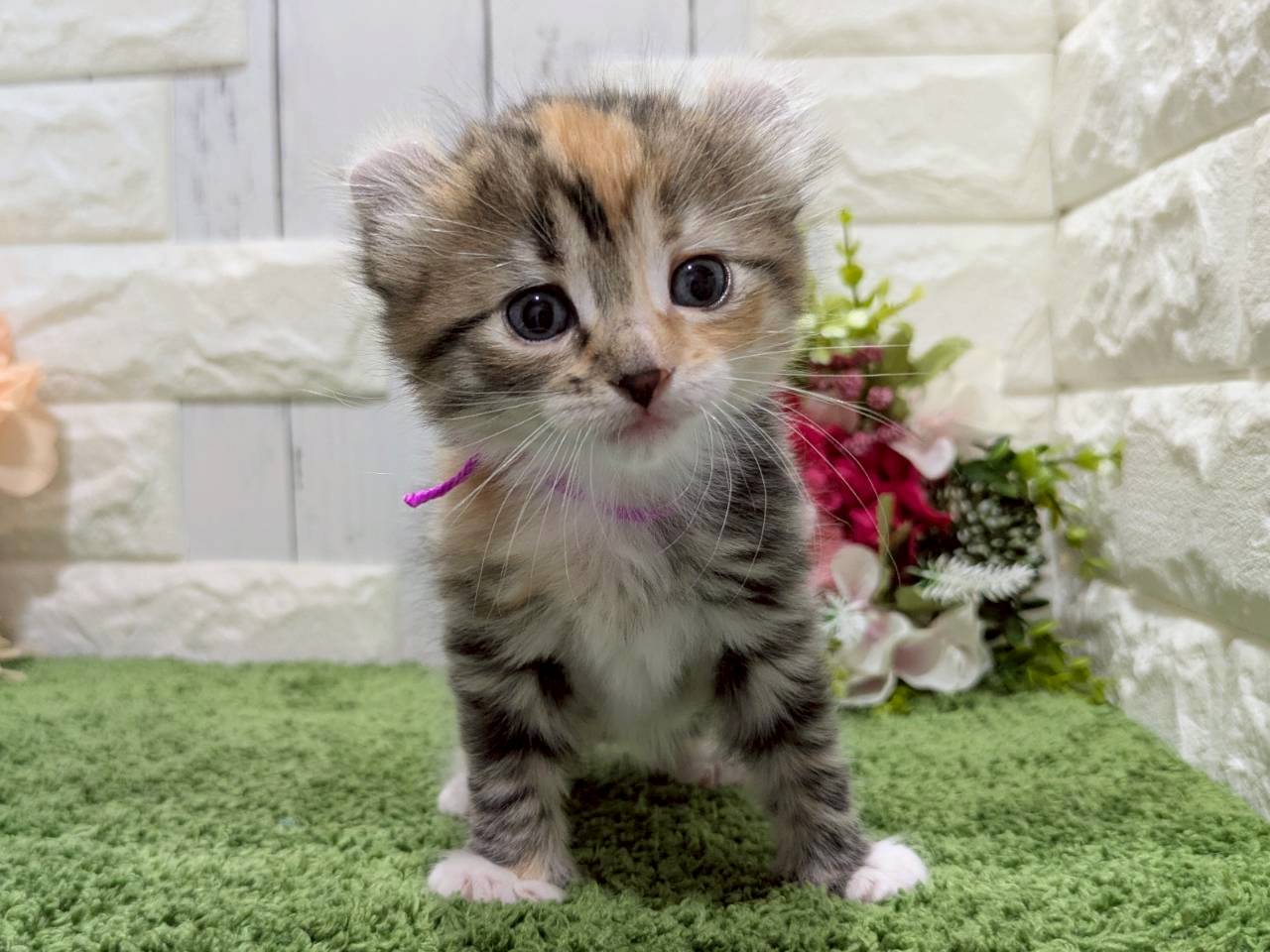 アメリカンカール