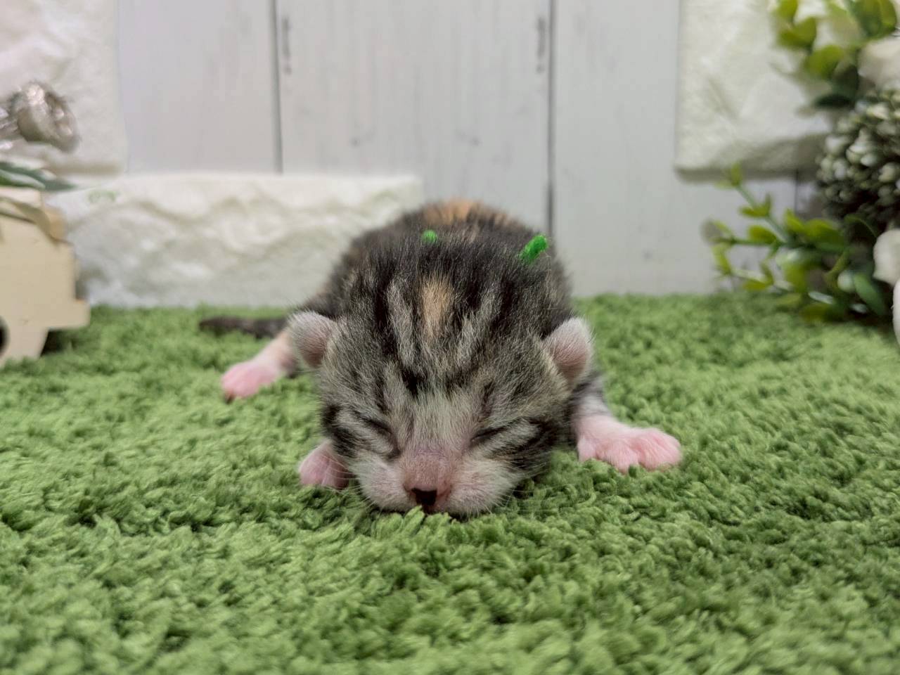 赤ちゃん写真1-1