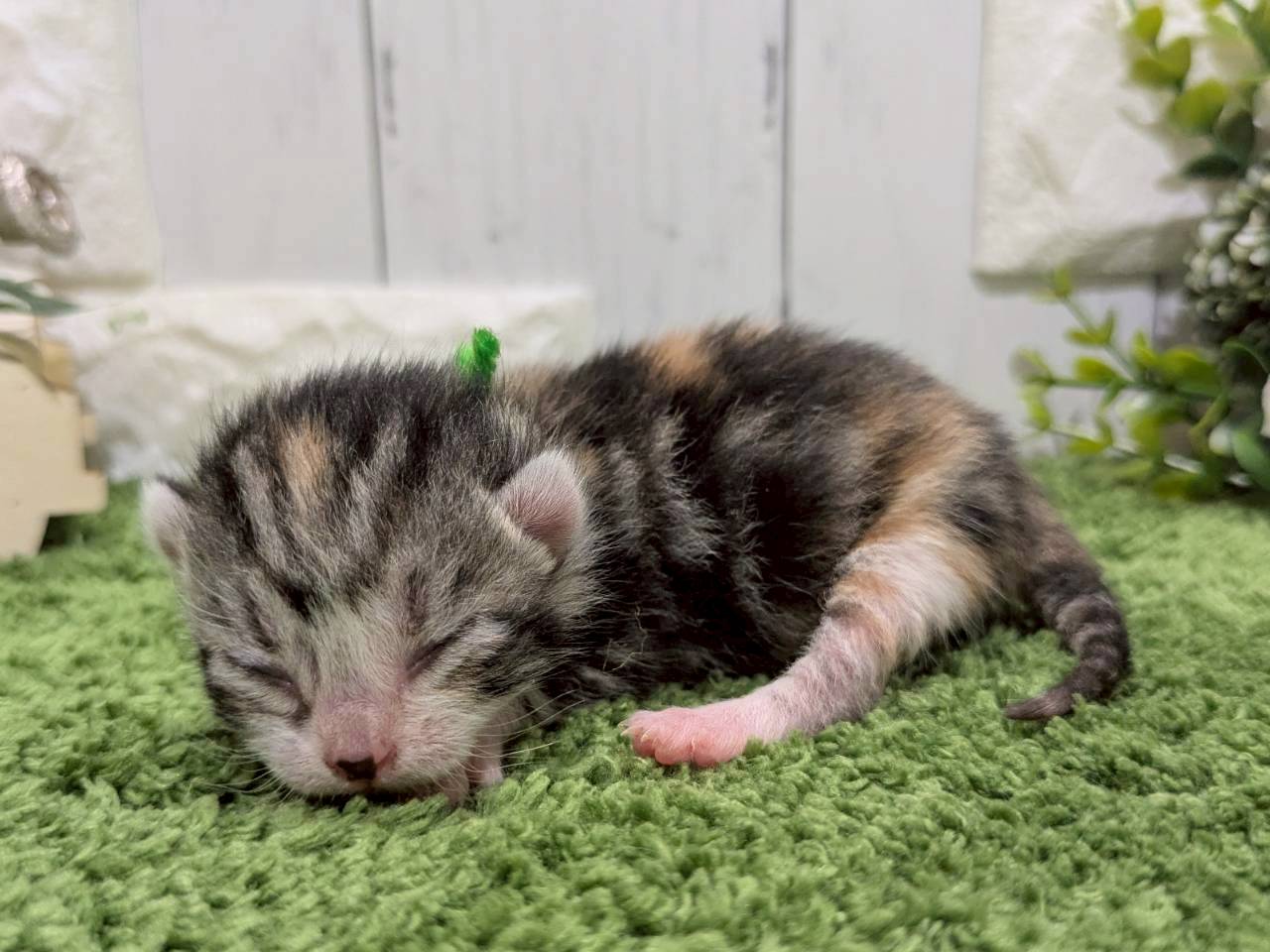 赤ちゃん写真1-2