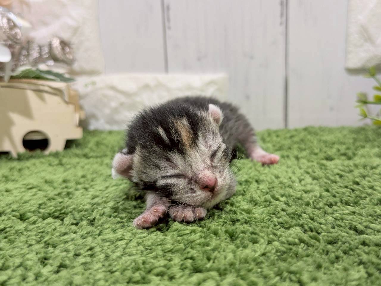 赤ちゃん写真1-1