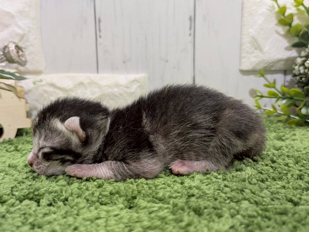 赤ちゃん写真1-2