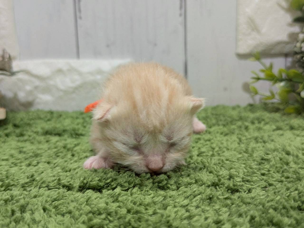 赤ちゃん写真1-1