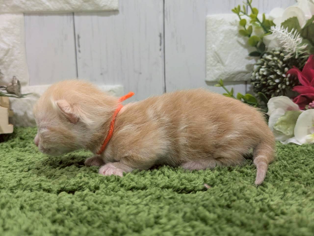 赤ちゃん写真1-2