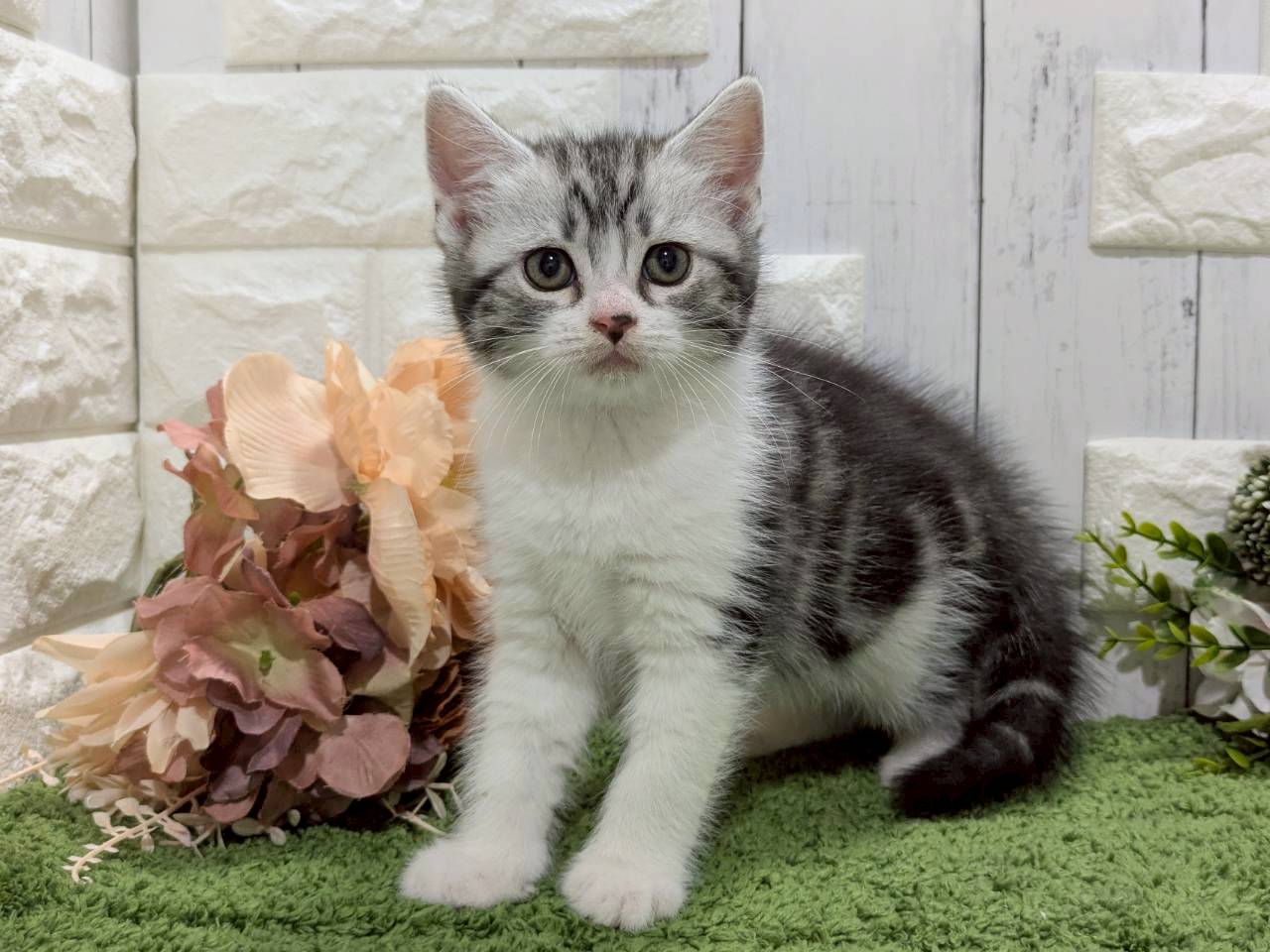 スコティッシュフォールド