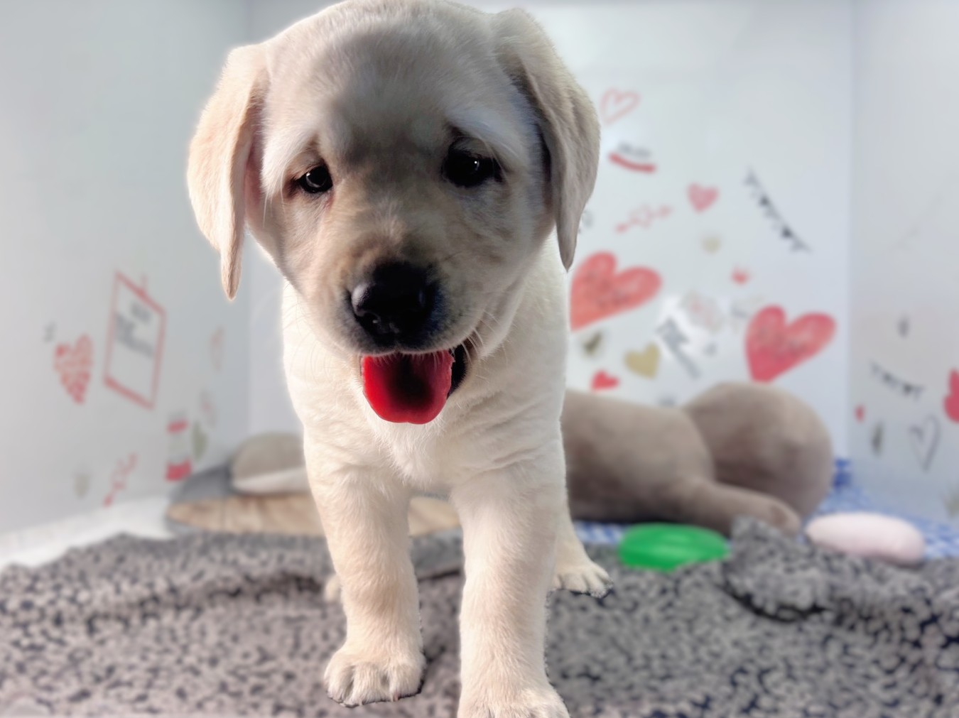 ラブラドール・レトリバー