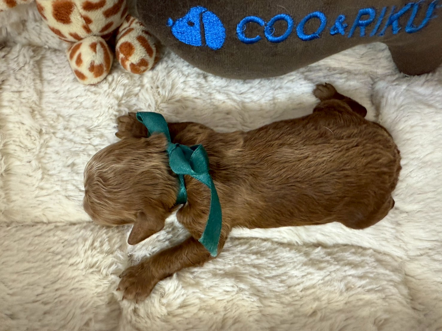 赤ちゃん写真1-3