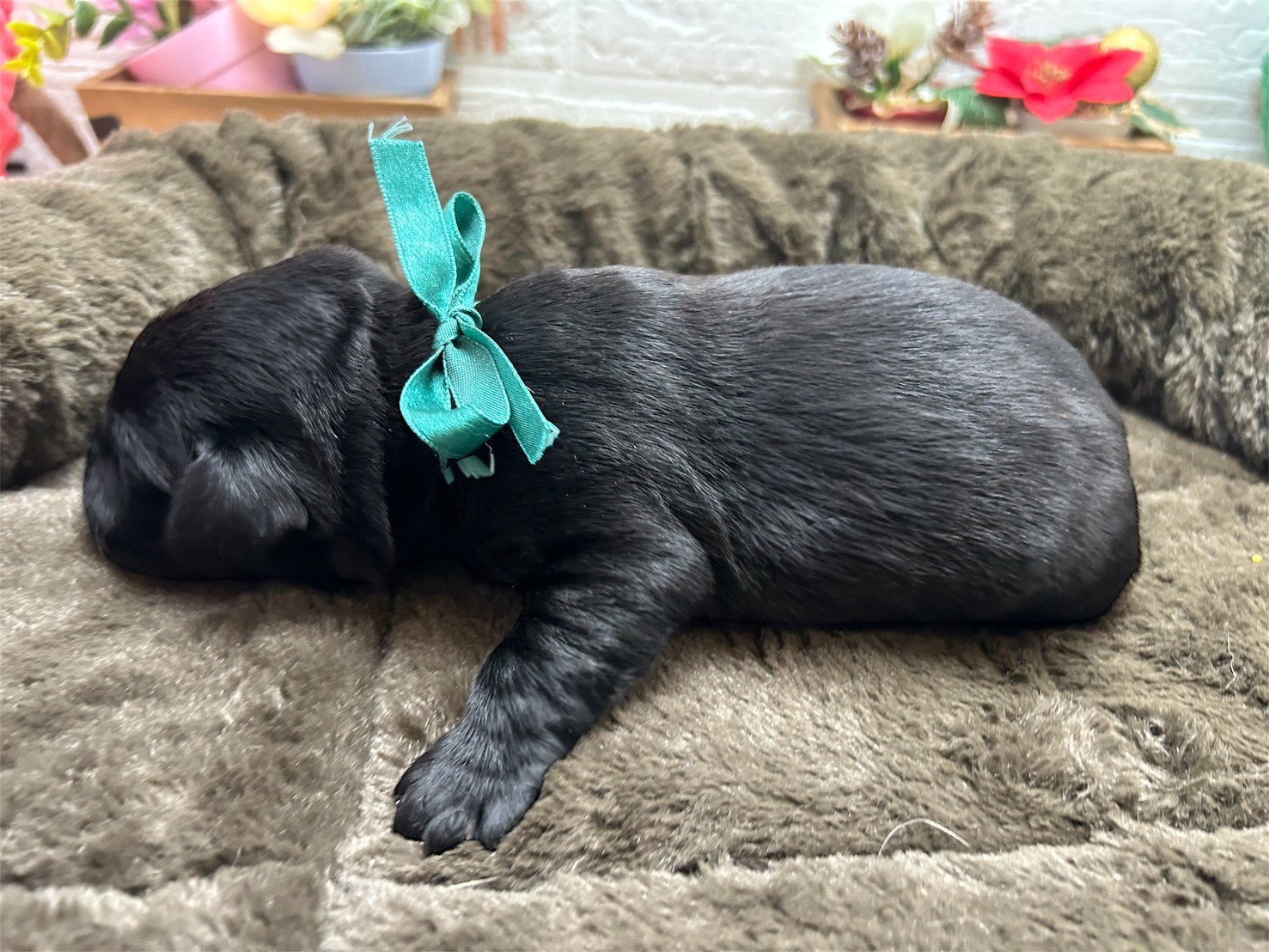 赤ちゃん写真1-2